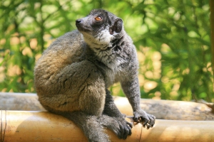 Lemur mongoz